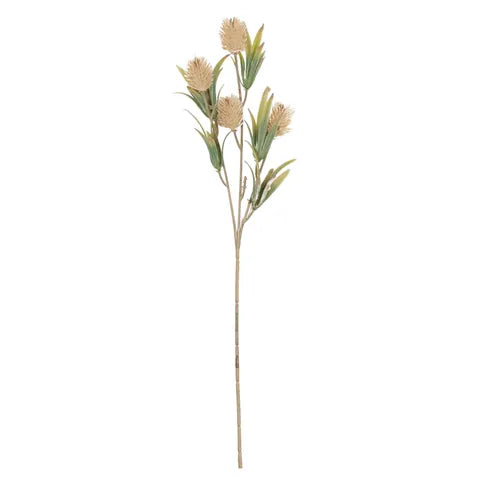 Agropyron Single Stem