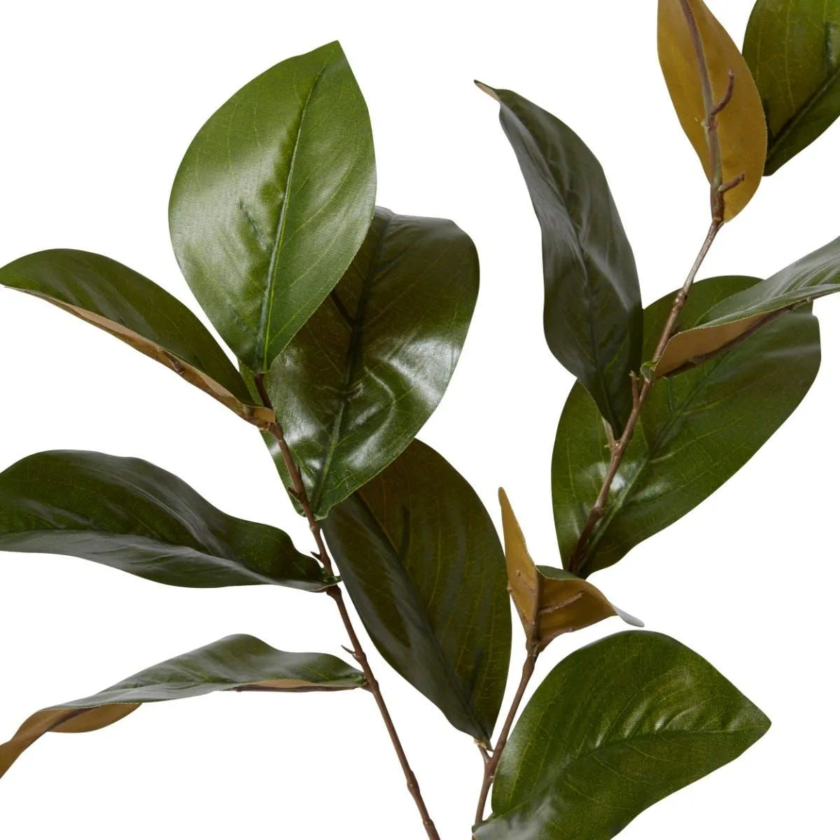 Magnolia Leaf Spray - Green
